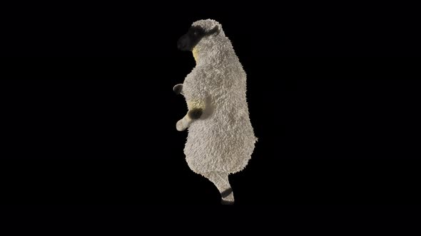 29 Sheep Dancing 4K