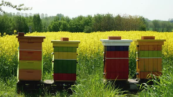 Colorful beehives on a canola field