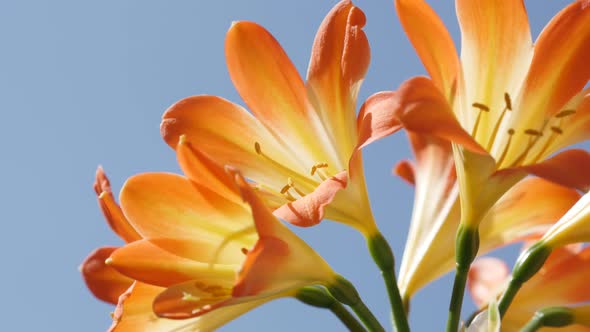 Clear blue sky and Clivia miniata plant bulbs 4K 2160p 30fps UltraHD  footage - Shallow DOF orange m