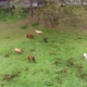 Horses (Curitiba, Parana, Brazil) aerial view, drone footage - VideoHive Item for Sale