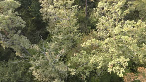 Aerial View of a Green Forest on a Summer Day