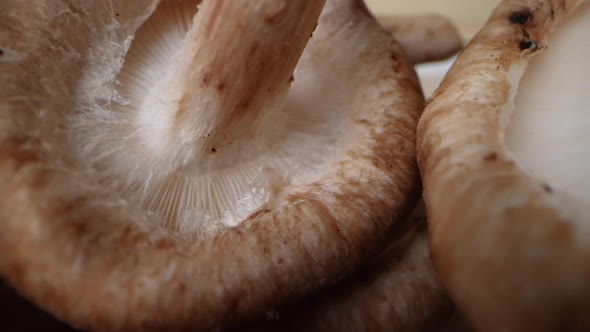Shiitake mushroom macro