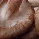 Shiitake mushroom macro - VideoHive Item for Sale