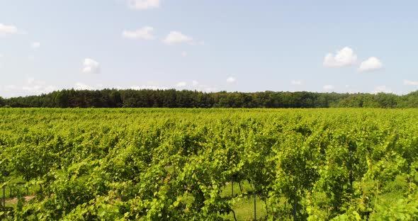 Aerial View of Vineyard Vide Production