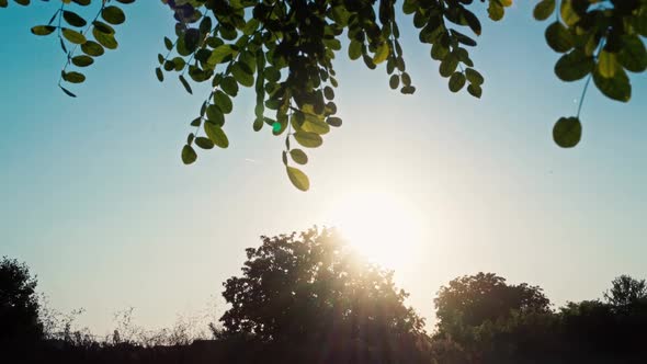 Rich Green Leaves of a Tree Waving in Wind the Sun Shining Through