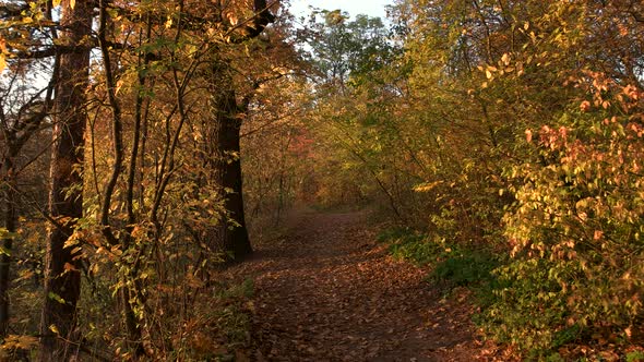 Walkway in Beautiful Autumn Forest