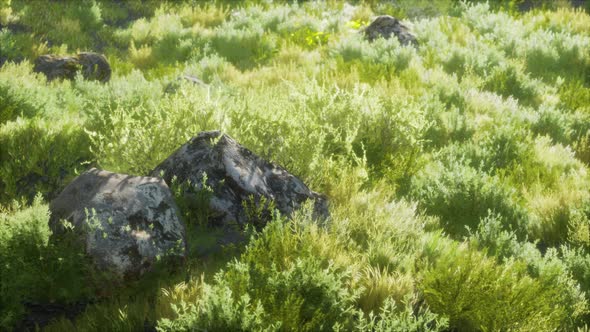 Autumn Colored Dry Grass and Stones alt