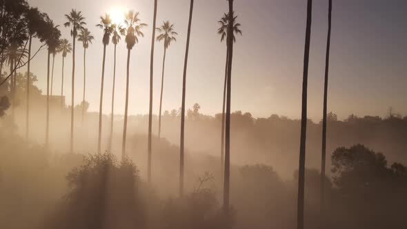 Aerial shot of clouds and sunrise behind a row of palm trees