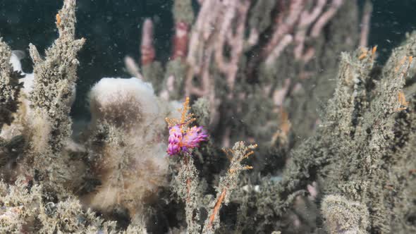 Two vibrant pink and purple sea creatures hang on a coral reef in the ocean current. Underwater view