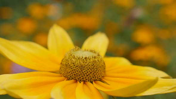 Rudbeckia hirta Irish Spring flower shallow DOF   petals and pistil 4K 3840X2160 30fps  UltraHD foot