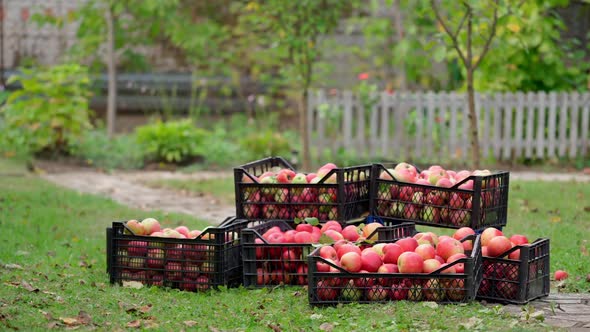 Stack of drawers with apples. Man taking off apple boxes full of fresh fruits in the garden.