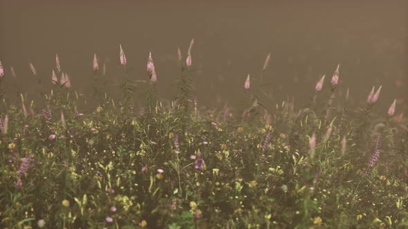 Wild Field Flowers in Deep Fog