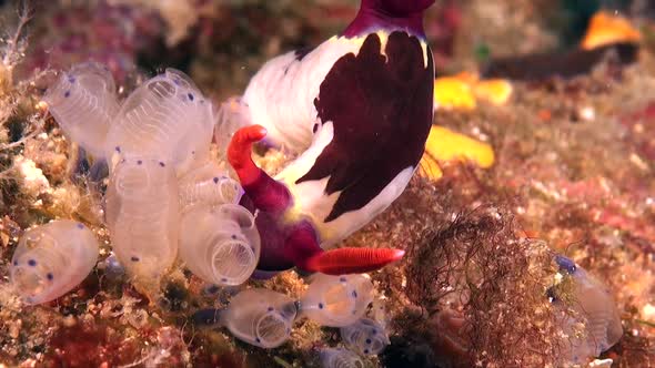 Nembrotha nudibranch (Nembrotha purpureolineata) feeding on ascidians on tropical coral reef