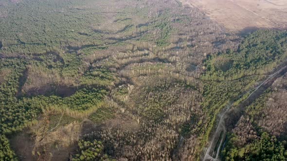 Aerial drone view of deforestation of a pine forest. Ecology concept