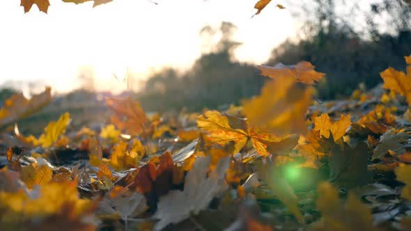 Yellow Maple Leaves Is Falling in Autumn Park and Sun Shining Through It. Beautiful Landscape