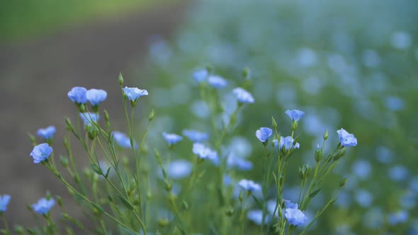 Flax Field