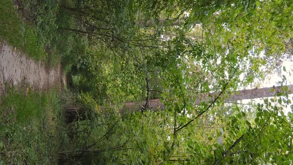 Vertical Video Autumn Forest with Trees in Ukraine Slow Motion