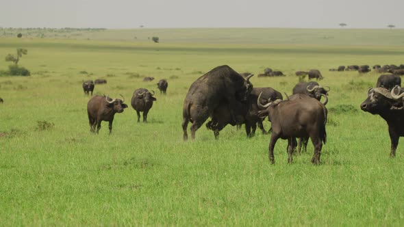 African buffalo mating