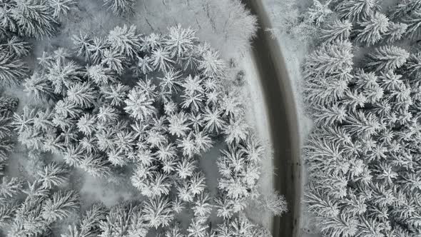 Aerial Fly Over a Road with One Moving Car in Winter Spruce and Pine Forest