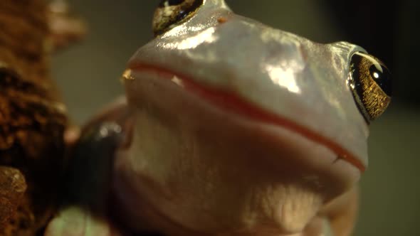 Australian Green Tree Frog Sitting Against Wooden Snag in Black Background. Close Up