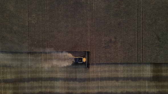 Aerial vertical drone view of a modern combine harvester reaping wheat seeds in Alberta, Canada.