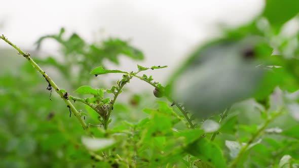 Eaten Green Leaves of a Growing Potato By the Colorado Potato Beetle Closeup
