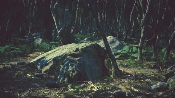 Roots of a Tree in a Misty Forest