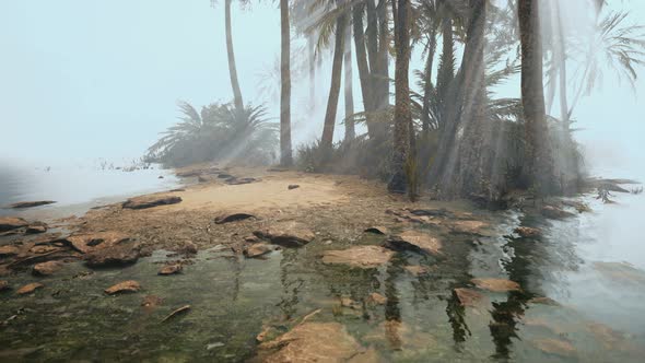 Coconut Palms in Deep Morning Fog