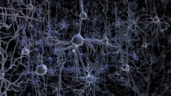 Neuron and synapses