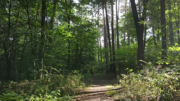 Daytime Forest Landscape in Summer