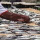 Workers arranging fish to be dried in the sun - VideoHive Item for Sale