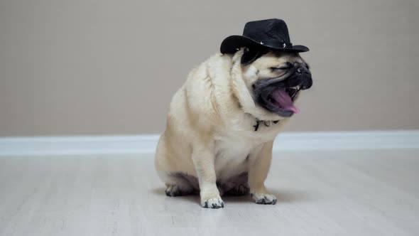 Funny Pug Dog Posing Like a Cowboy, Dressed in Cowboy Hat, Like Sherif