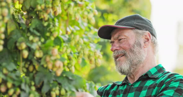 An Elderly Farmer Smells Flowers of Hop Plants Used in Making Craft Organic Beer