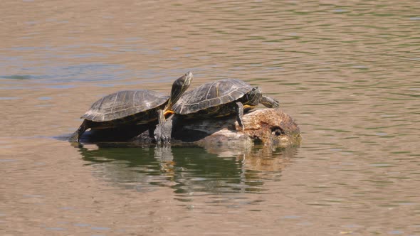 Two Pond Slider Turtles on a Log in a Lake in Arizona