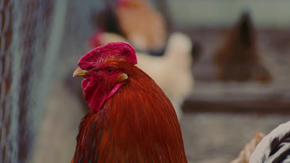 Side View of Bright Red Rooster with Brown Plumage and Pointed Beak Standing on Blurred Background