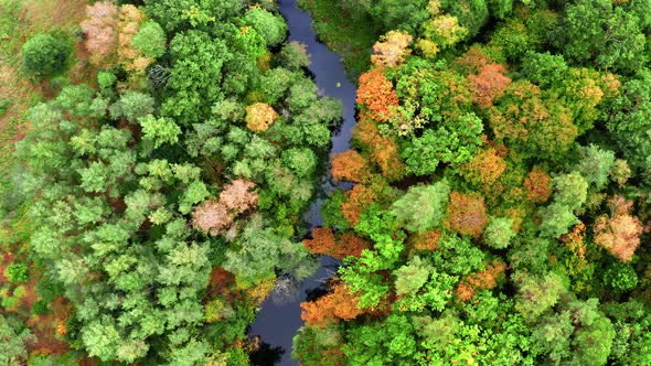 Top down view of river and autumn forest in Poland