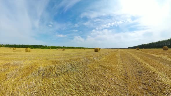 Field with Haystacks After Harvest