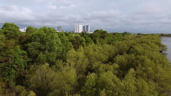 Aerial view mangrove tree and field