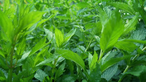 Moving Into Garden Plants Macro Shot