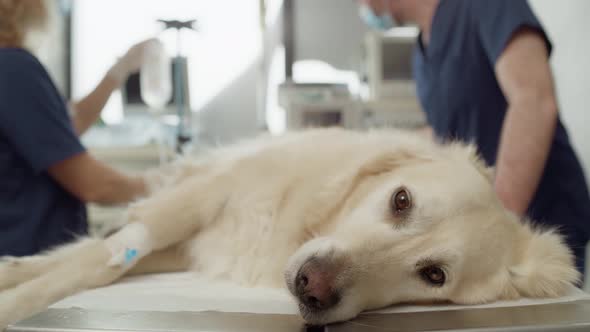 Close up of dog lying on the surgery's table. Shot with RED helium camera in 4K.