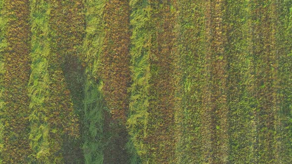 Tractor Making Hay Bails. Flying Above Agriculture Field.