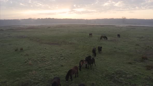 Aerial view of horses in countryside, Germany.