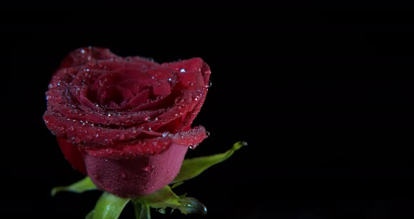 Raindrops on Rose