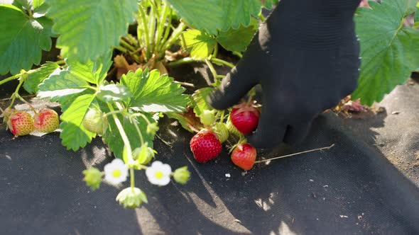 Hands of farmer picking fresh strawberries