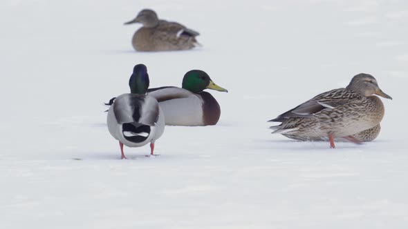 A group of wild ducks on a frozen lake.