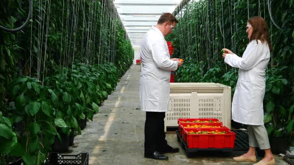 Scientists examining yellow pepper in green house 4k