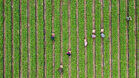  Top Down Time Lapse of Seasonal Workers. Beautiful Nature Landscape at Summer
