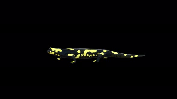 4K Salamander Idle