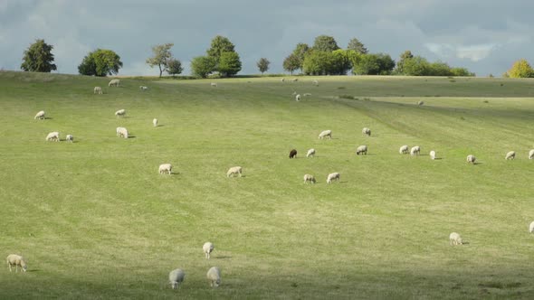 A Time Lapse of Sheep in a Green Field. Sheep Walk Around and Eat