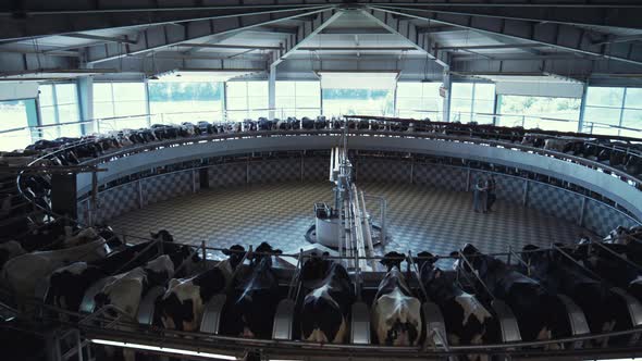 Agricultural Milking Parlour with Modern Automatic Milking Carousel System